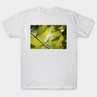 klb baldo leaf T-Shirt